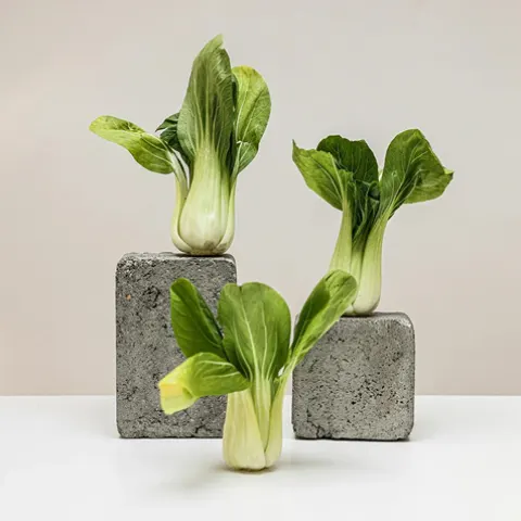 Appetite Control Solutions